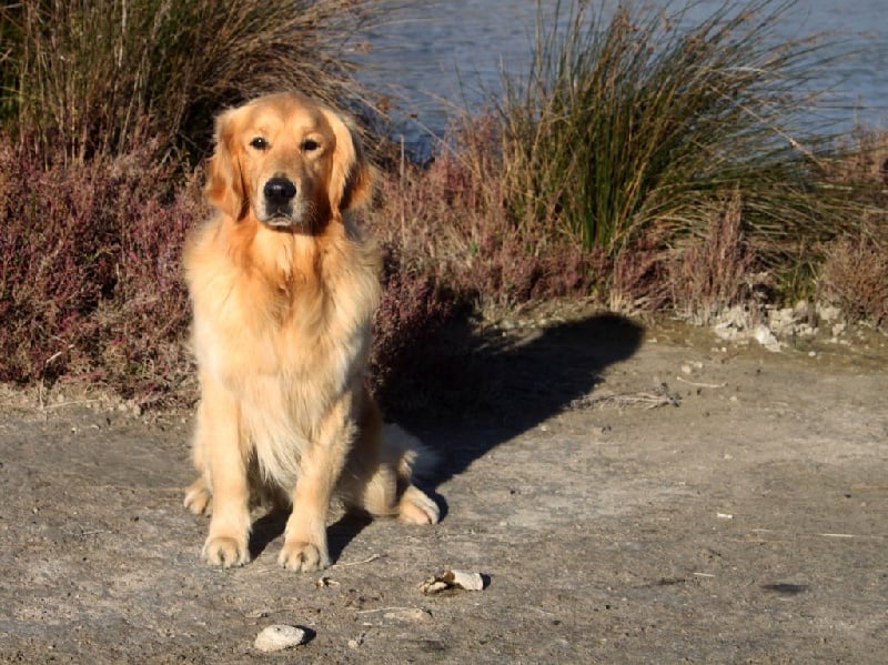 Publication : Du mazage de mascayenne Auteur : Mme Esteve Yannick