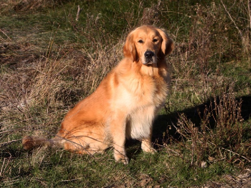 Publication : Du mazage de mascayenne Auteur : Mme Esteve Yannick