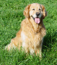 Publication : Du mazage de mascayenne