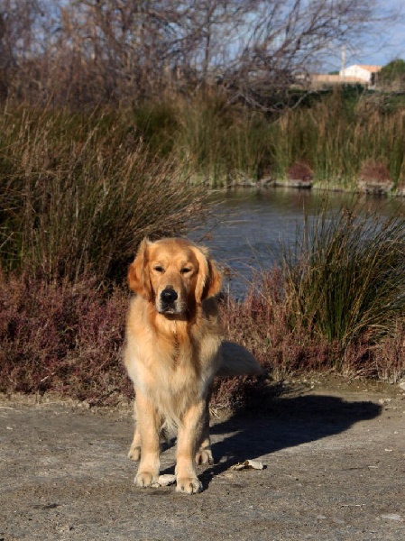 Publication : Du mazage de mascayenne Auteur : Mme Esteve Yannick