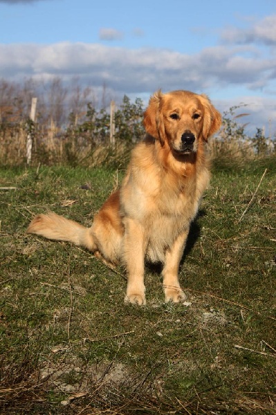 Publication : Du mazage de mascayenne Auteur : Mme Esteve Yannick