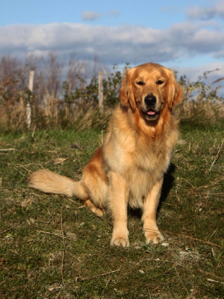 Publication : Du mazage de mascayenne Auteur : Mme Esteve Yannick