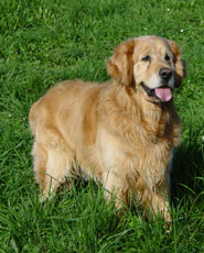 Publication : Du mazage de mascayenne