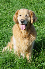 Publication : Du mazage de mascayenne