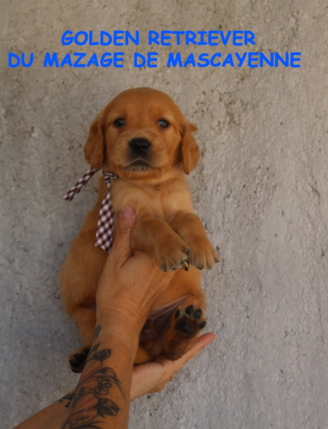 CHIOT 7