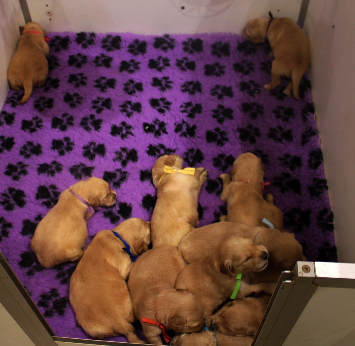 CHIOT 4
