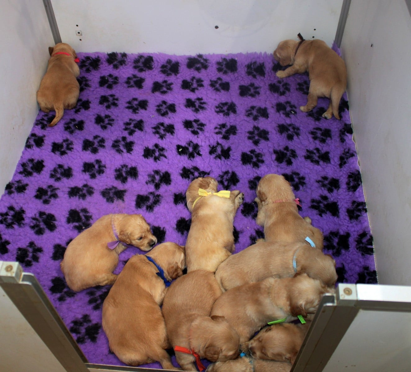 CHIOT 10