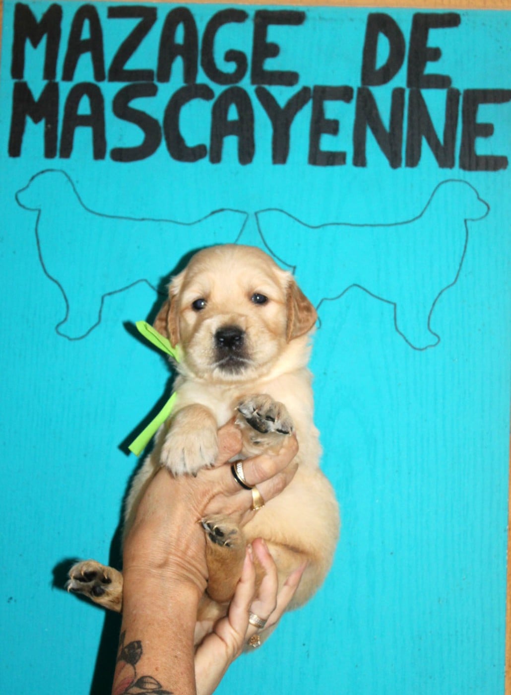 CHIOT 10