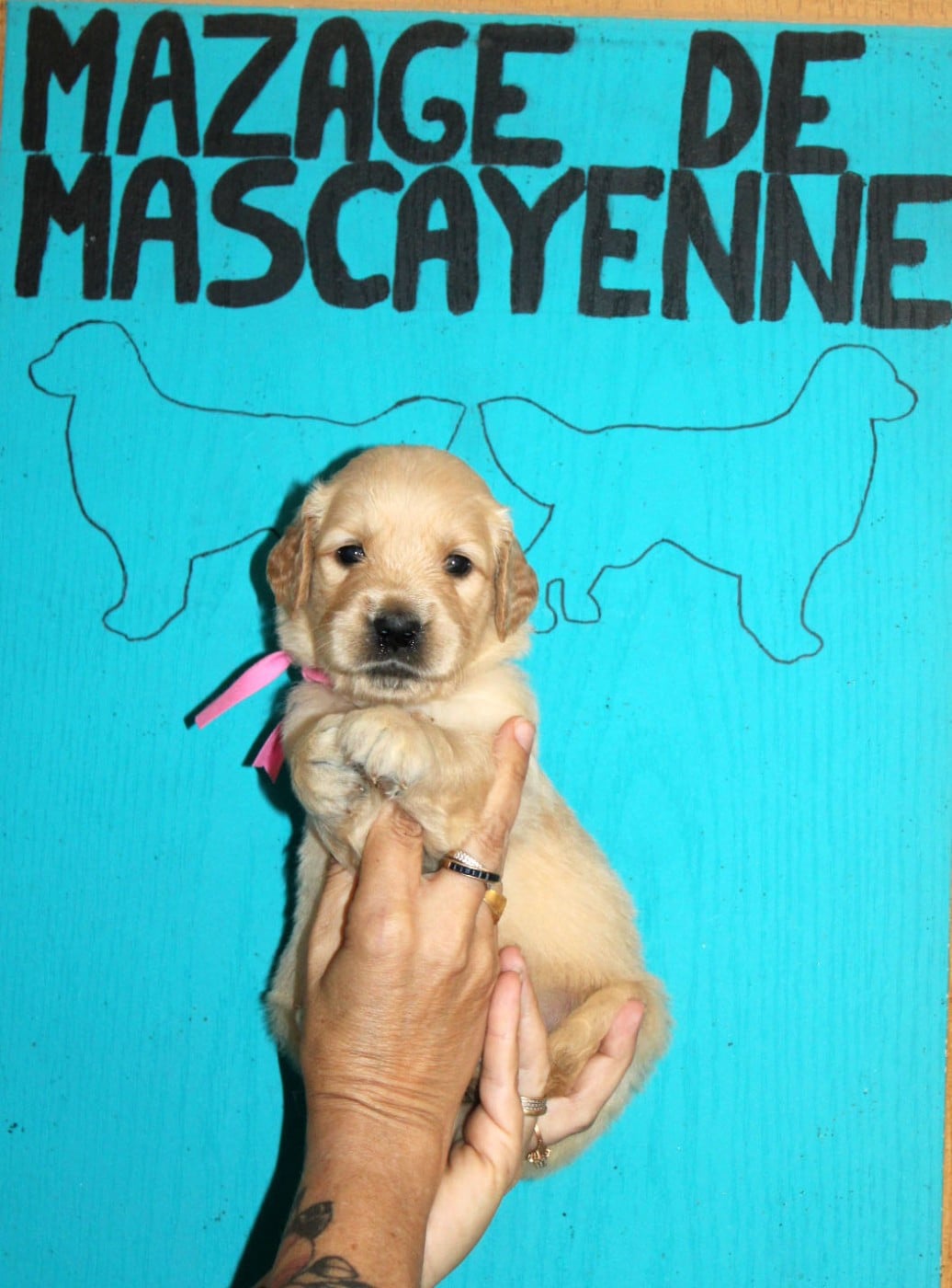 CHIOT 2