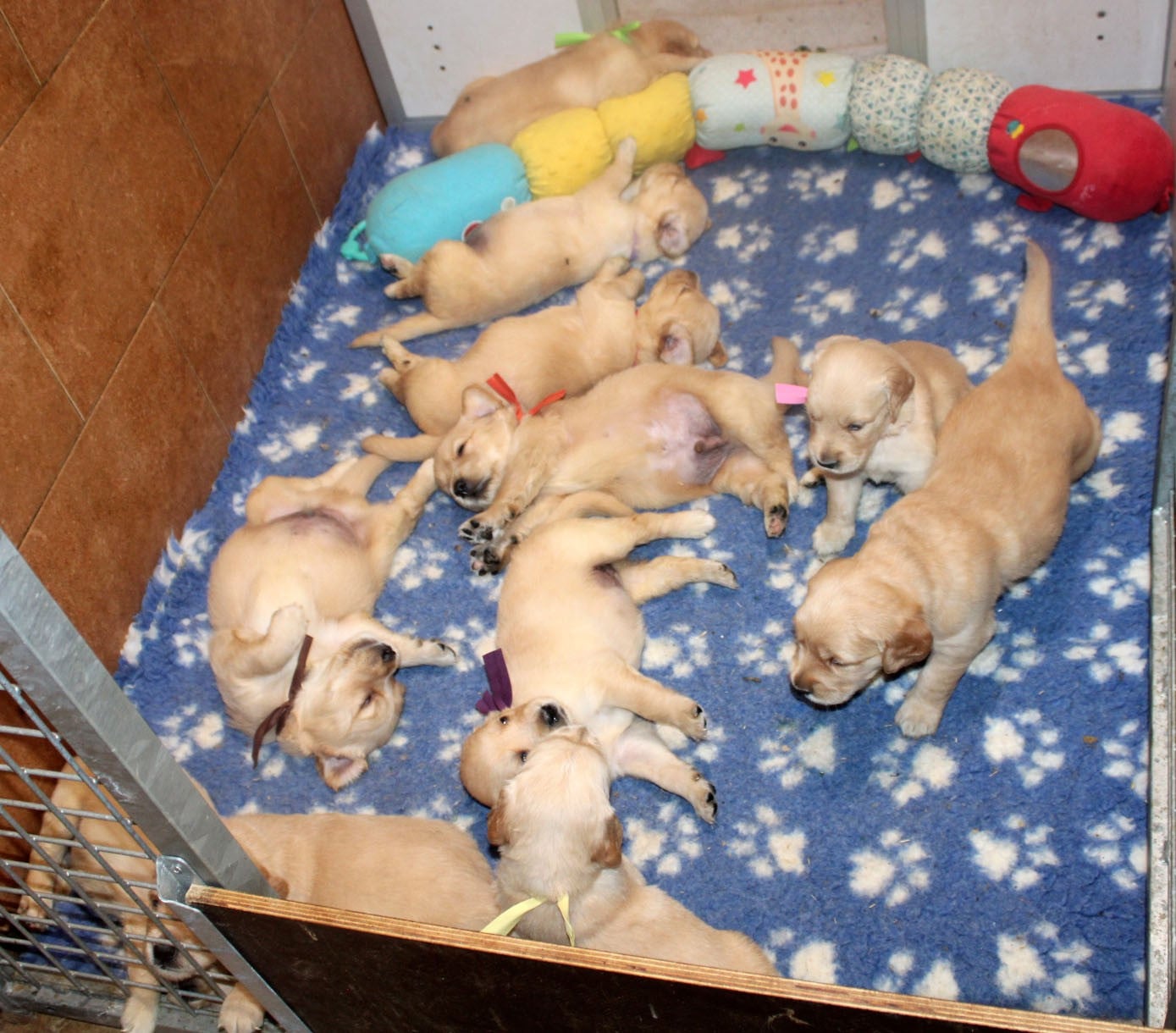 CHIOT 3