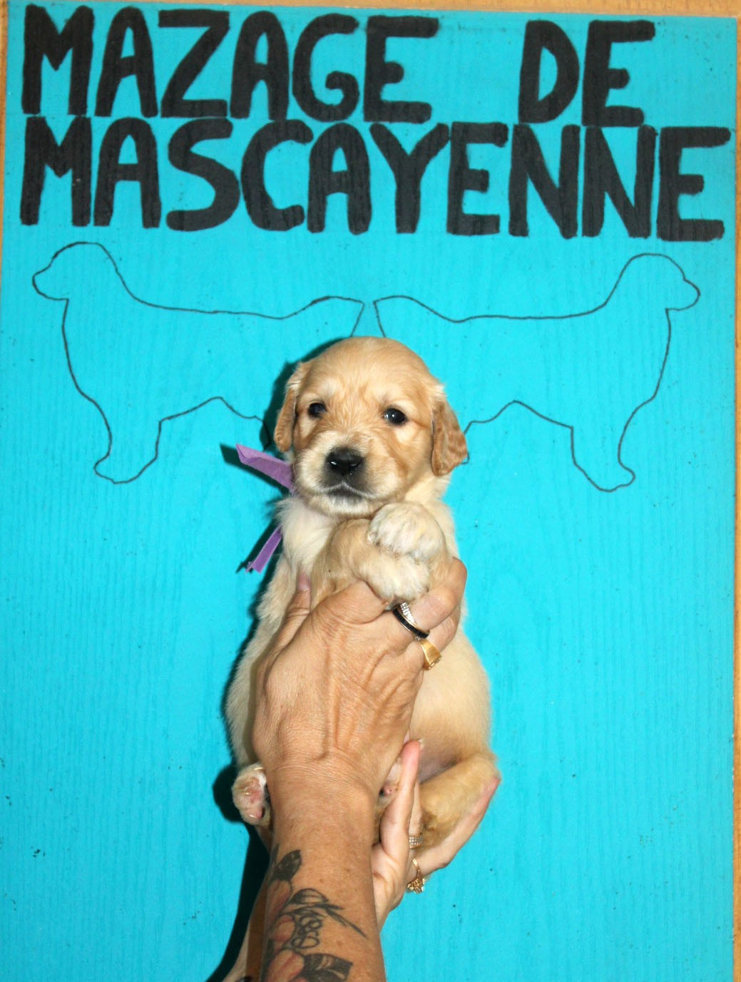 CHIOT 4