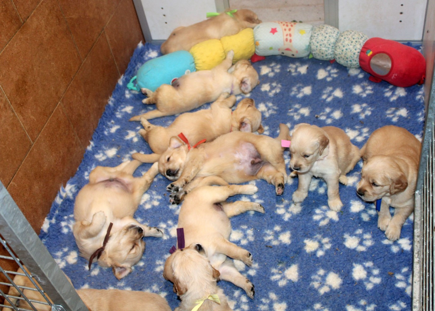 CHIOT 5