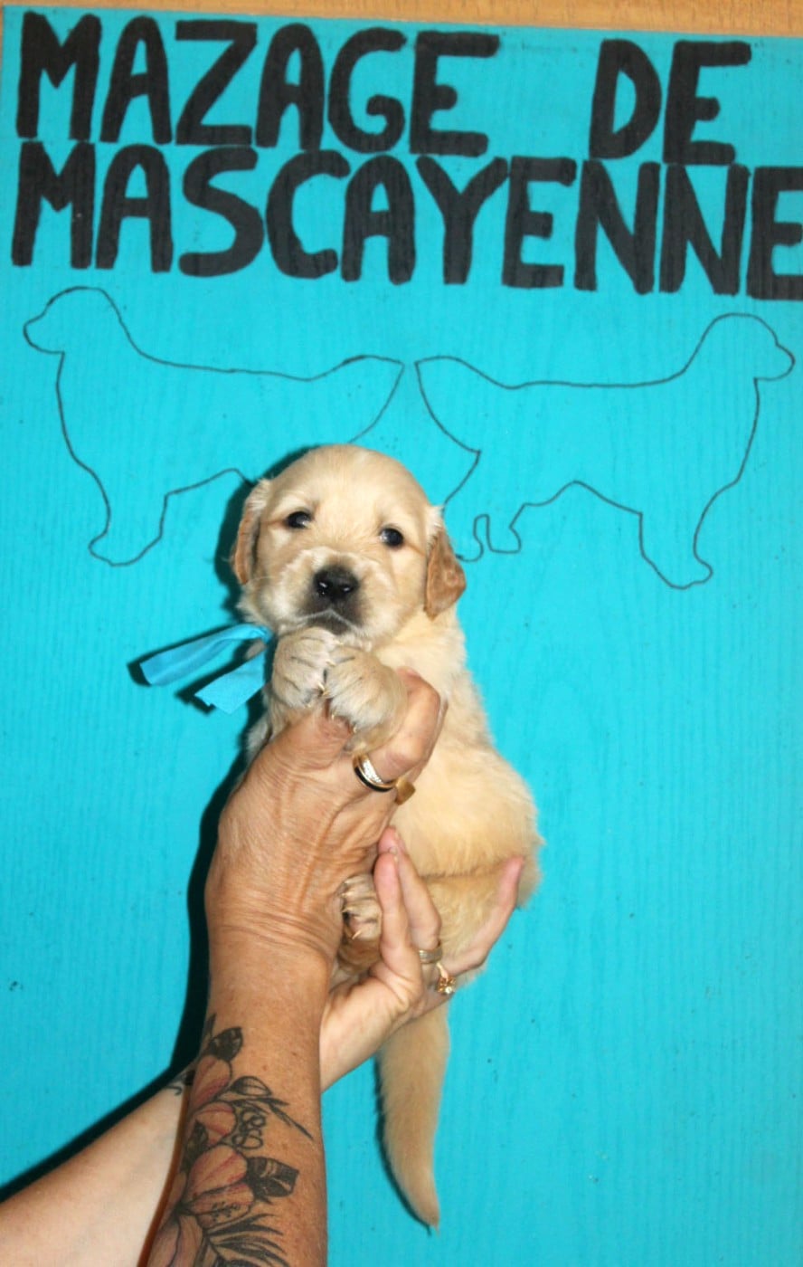 CHIOT 7