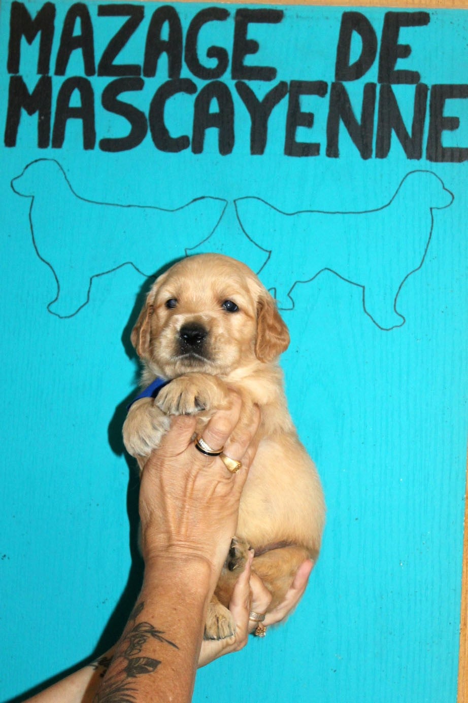 CHIOT 6