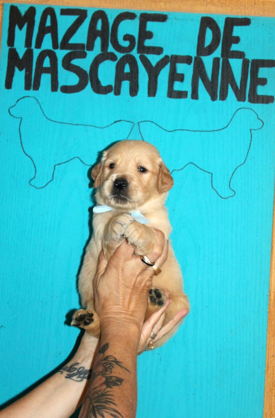 CHIOT 9