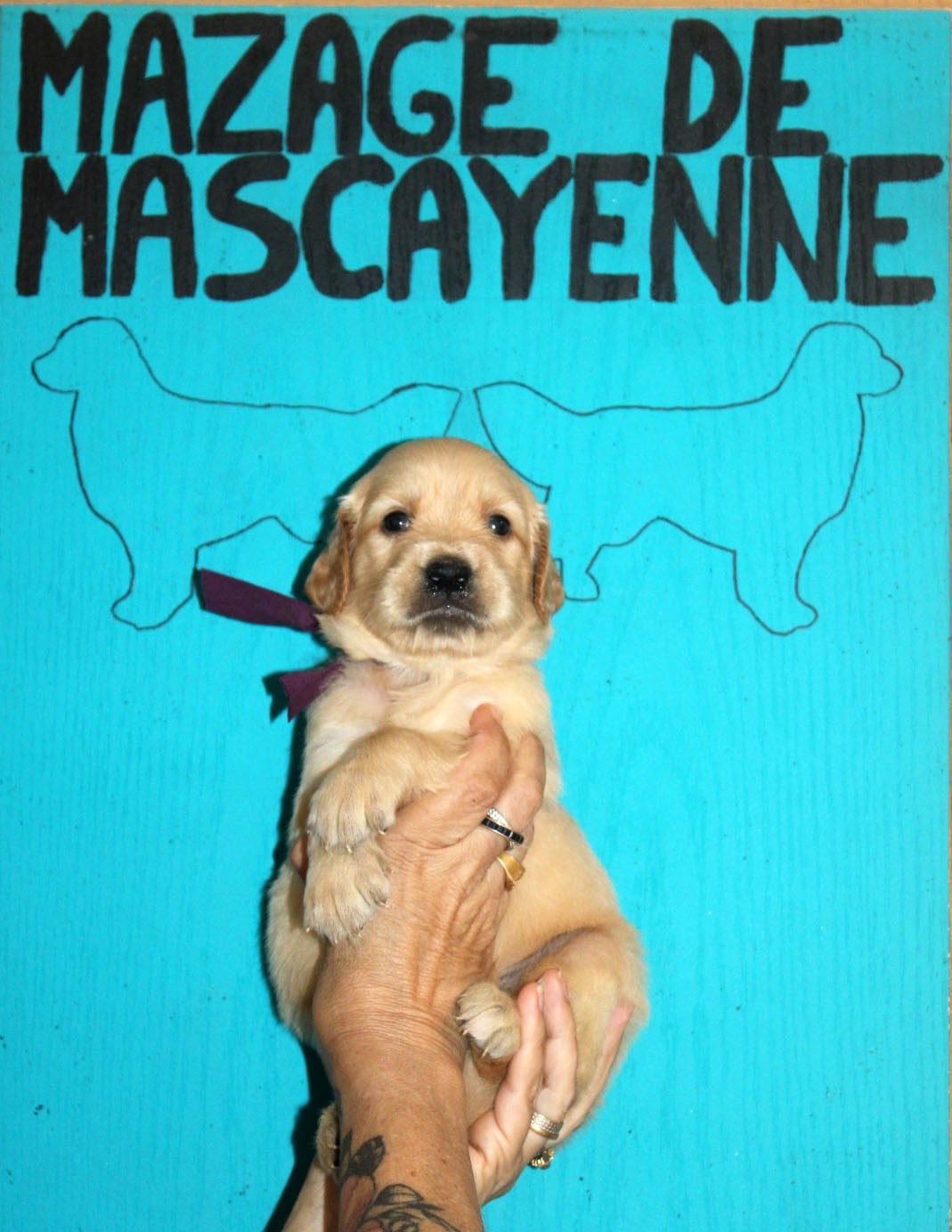 CHIOT 3