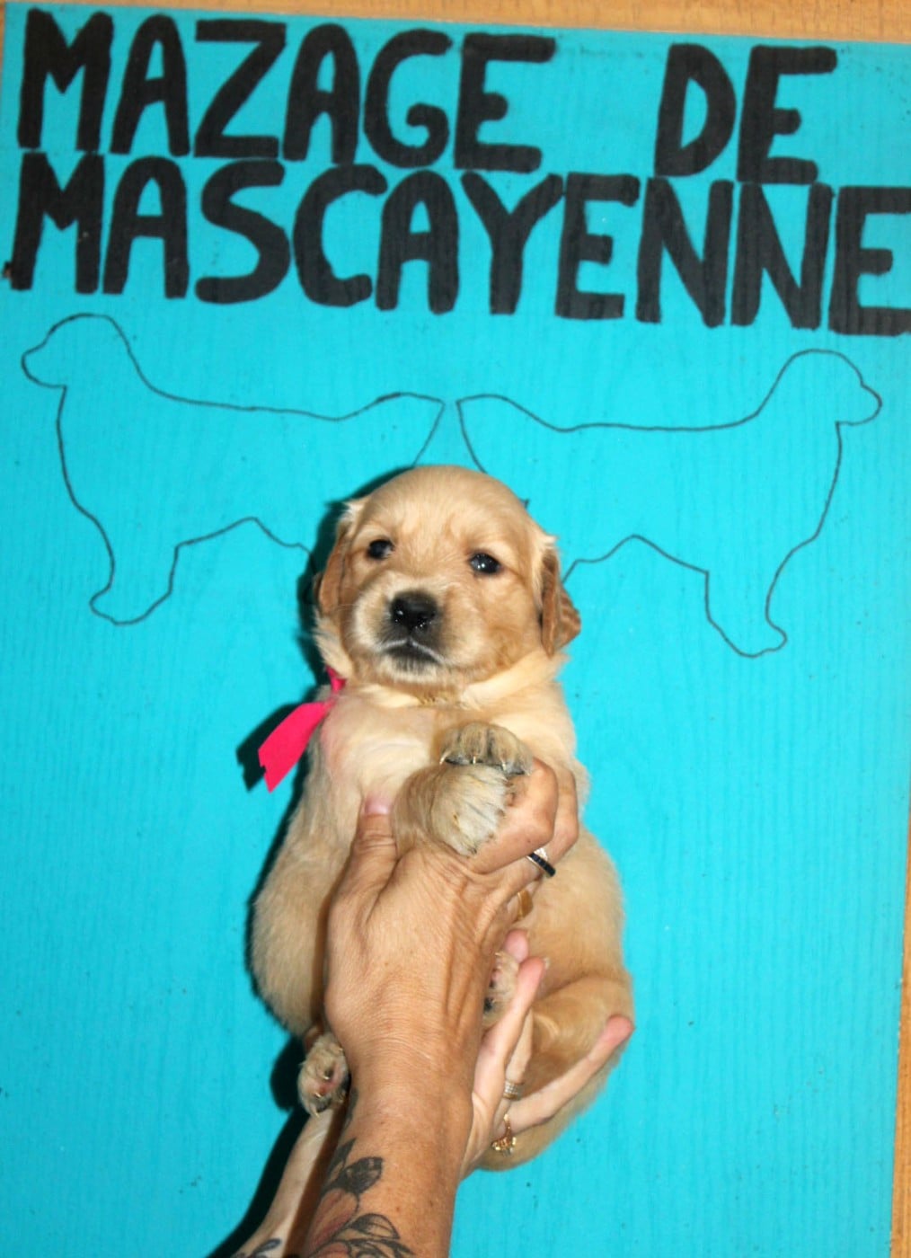 CHIOT 1