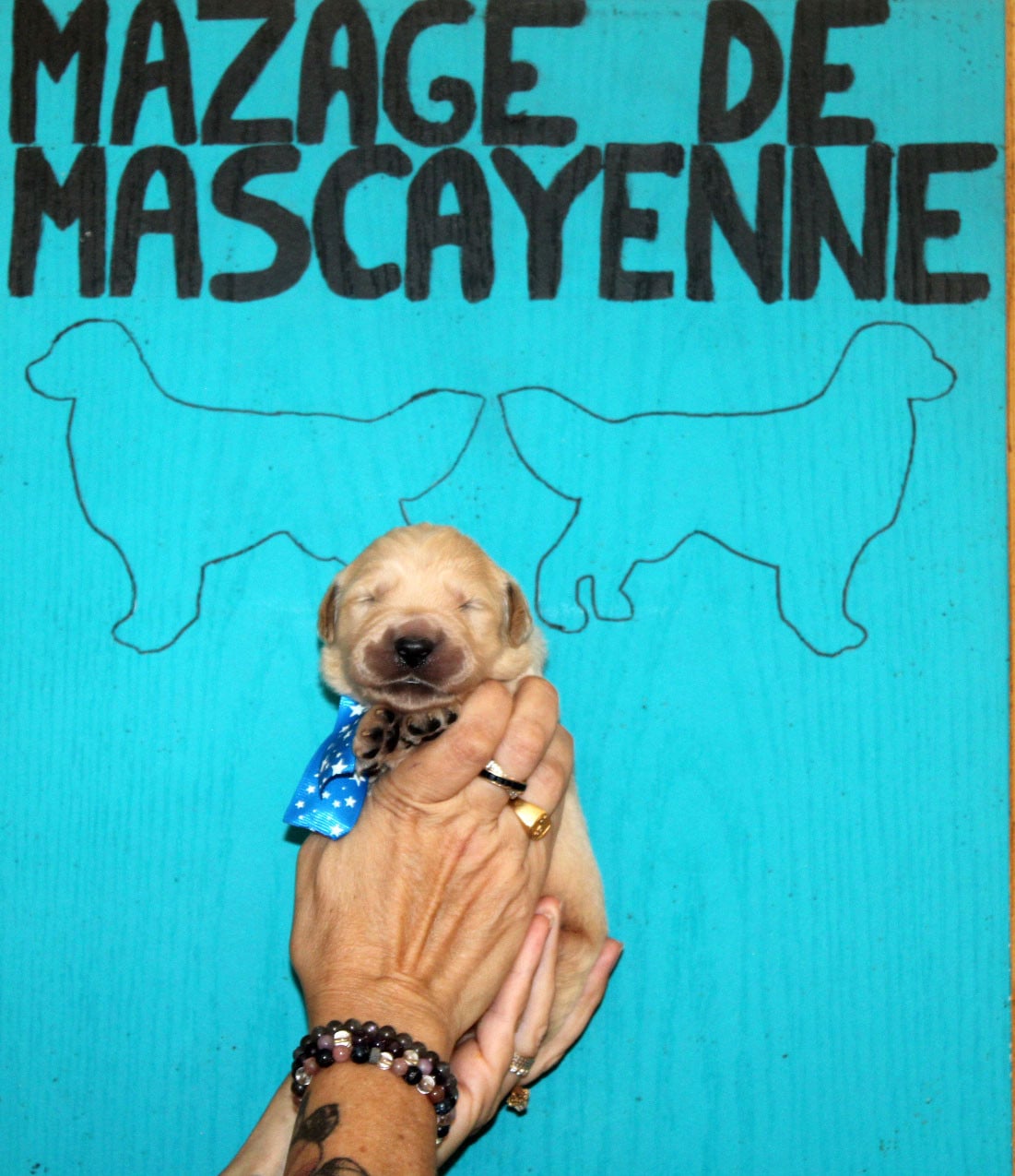 Chiot N°6 - Golden Retriever