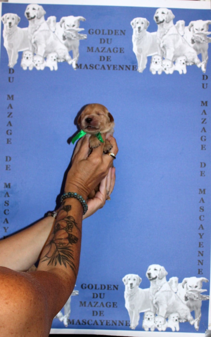 CHIOT 3