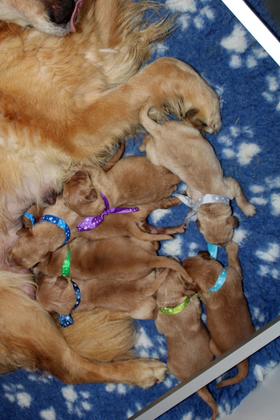 CHIOT 3