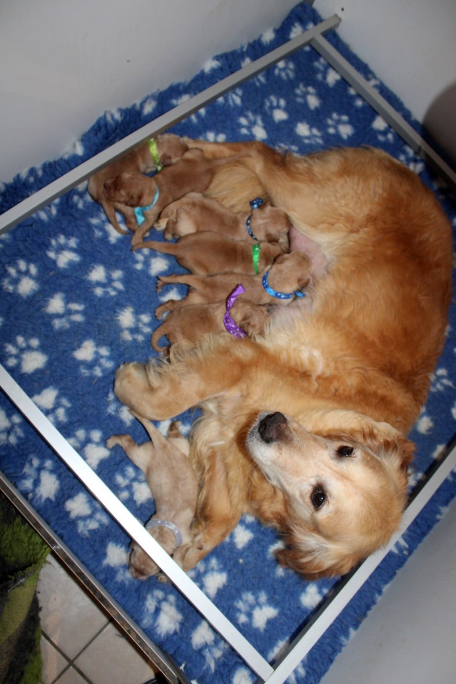 CHIOT 3