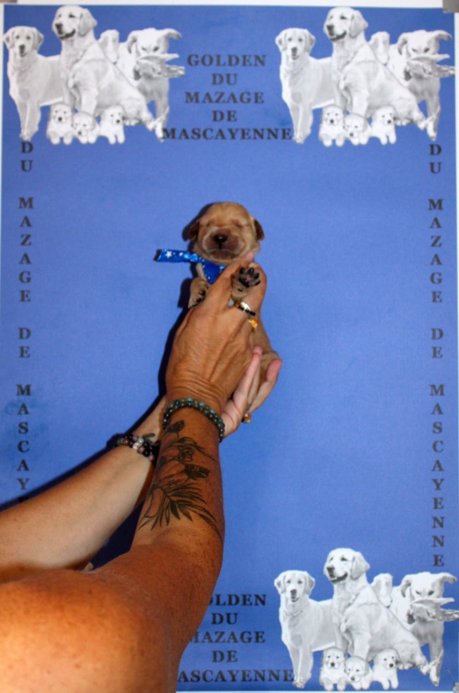 CHIOT 4