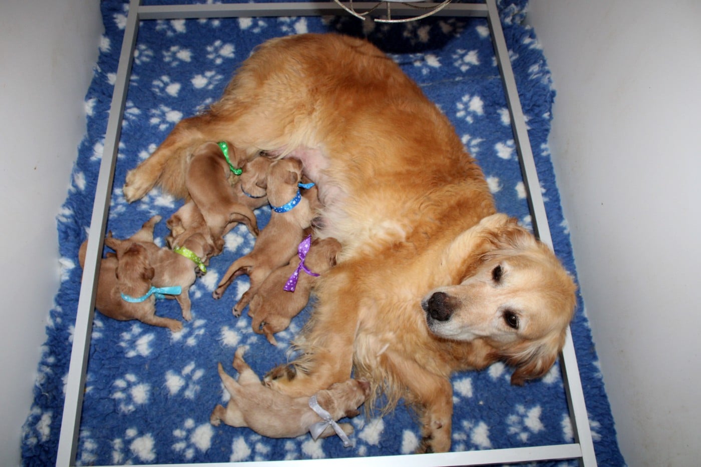 CHIOT 4