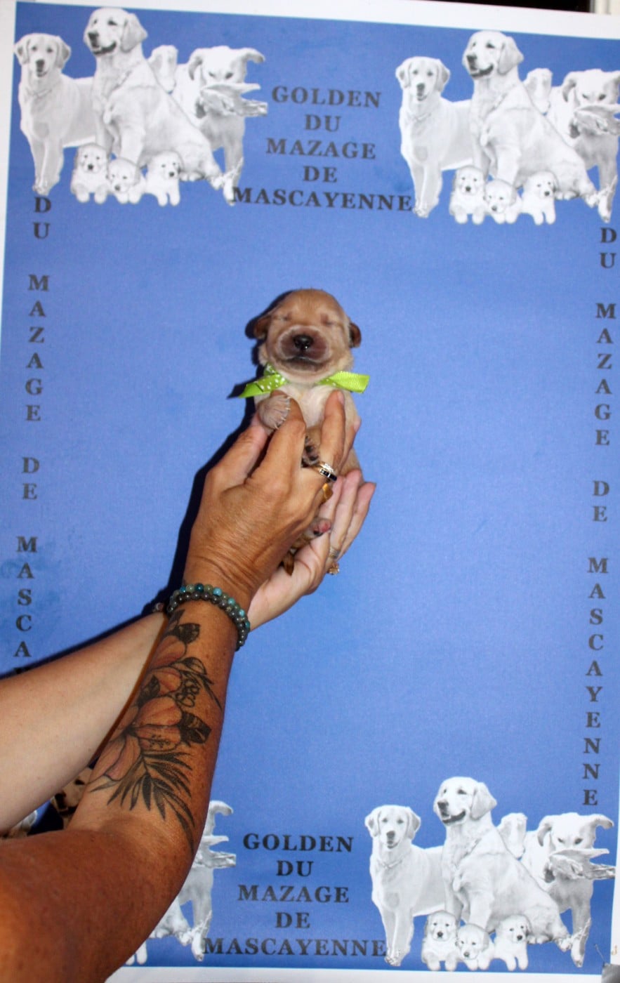 CHIOT 5