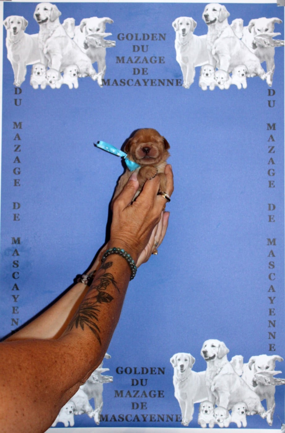CHIOT 6
