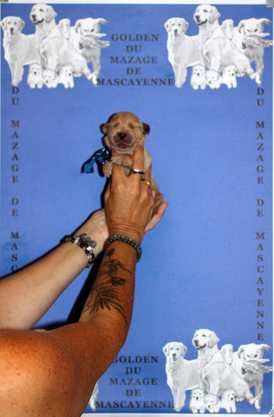 CHIOT 8