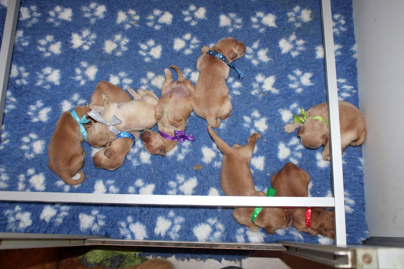 CHIOT 8
