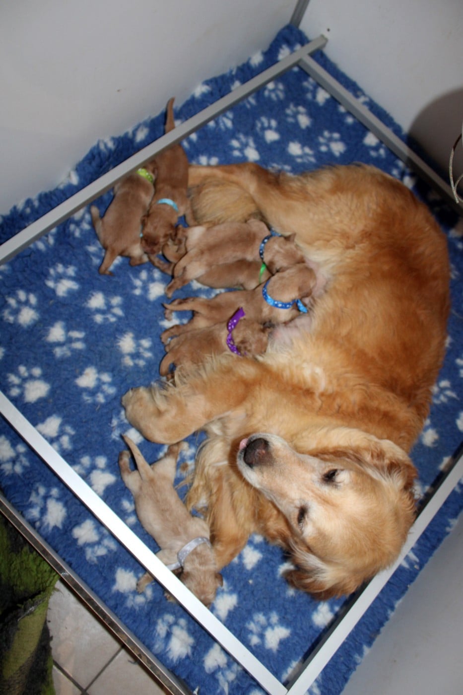 CHIOT 8