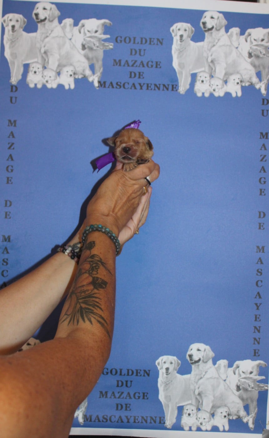 CHIOT 1