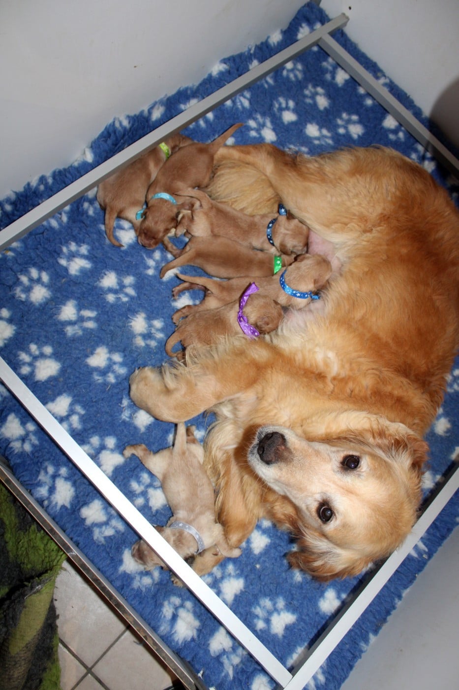 CHIOT 1