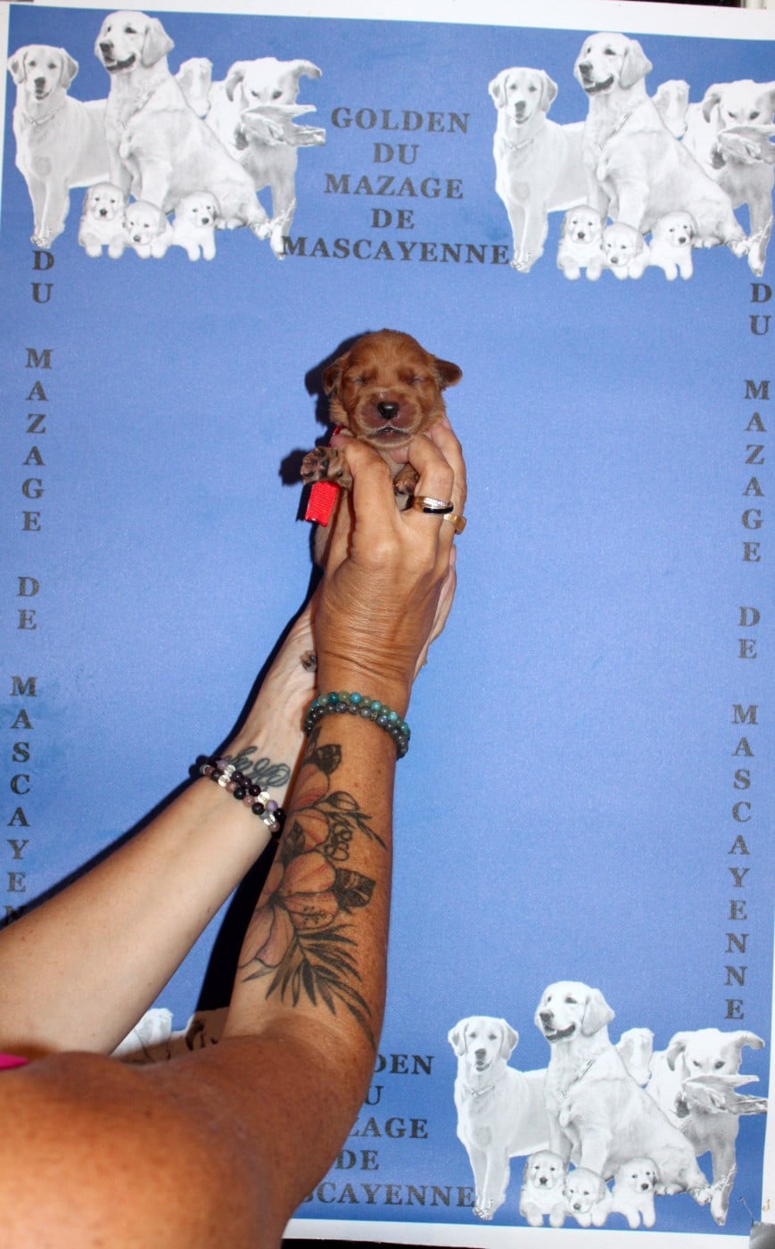 CHIOT 2