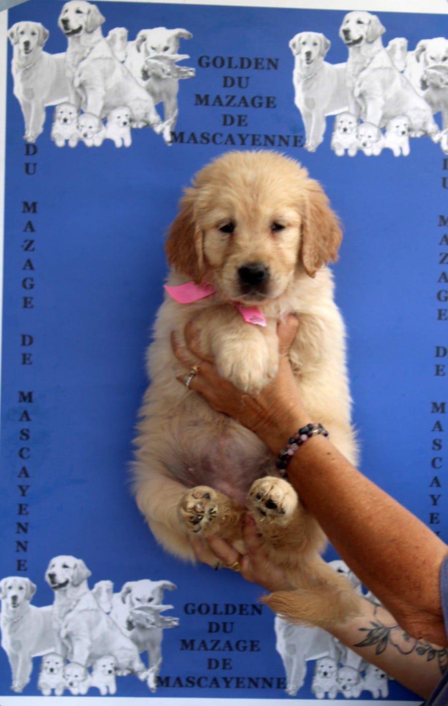 BETTY BOOP - Golden Retriever