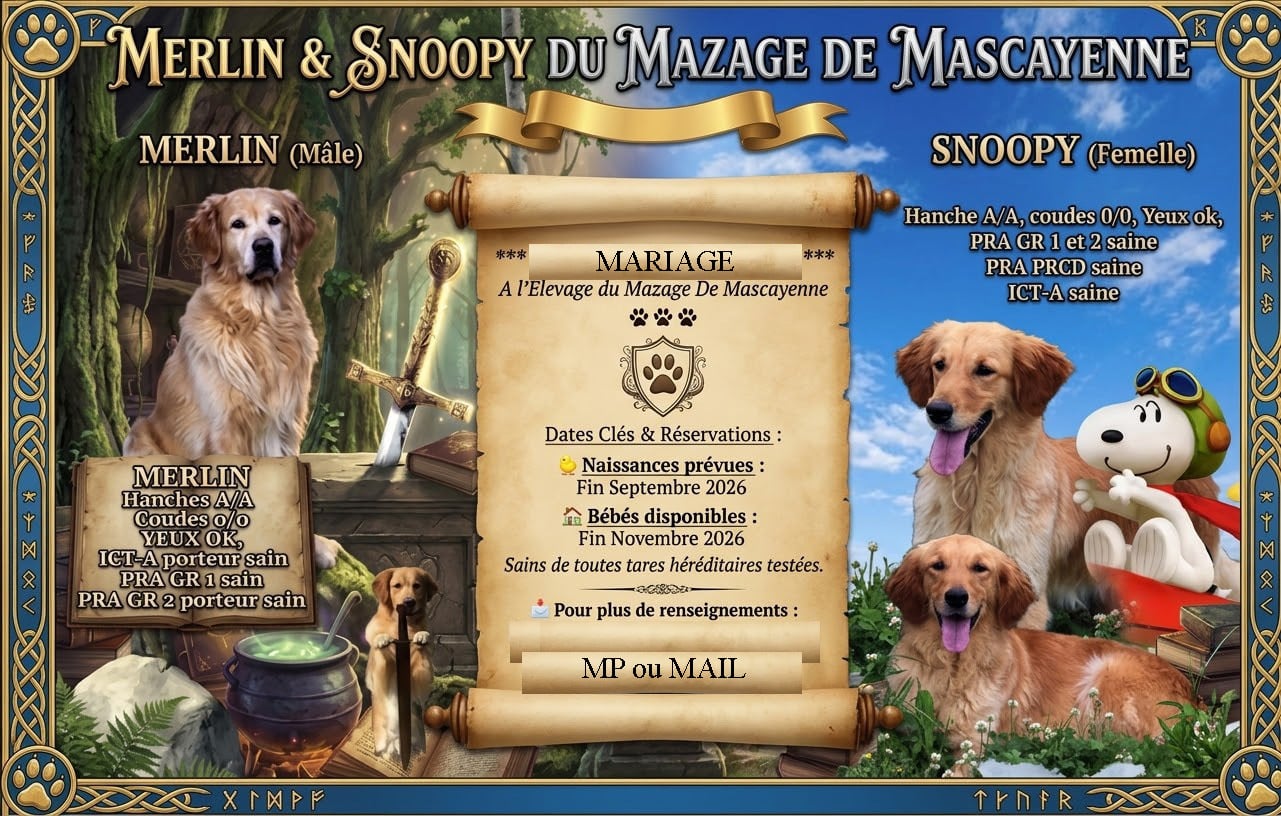 CHIOT 5 - Golden Retriever