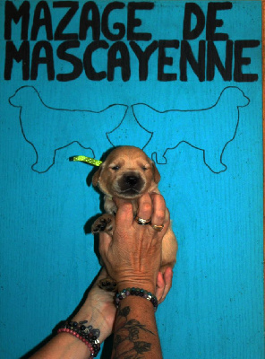 Les chiots de Golden Retriever