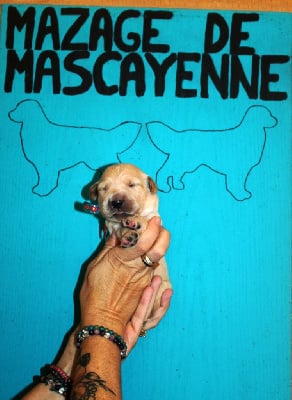 Les chiots de Golden Retriever