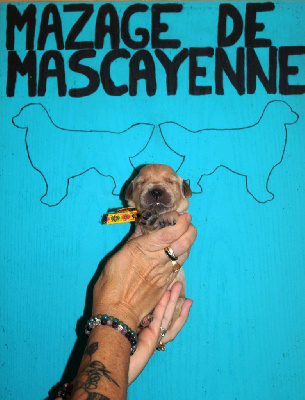 Les chiots de Golden Retriever