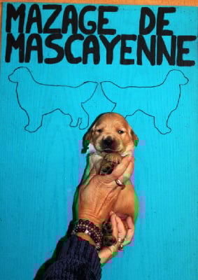 Les chiots de Golden Retriever