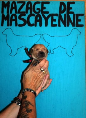 Les chiots de Golden Retriever