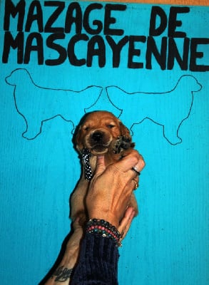 Les chiots de Golden Retriever