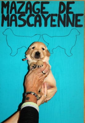 Les chiots de Golden Retriever