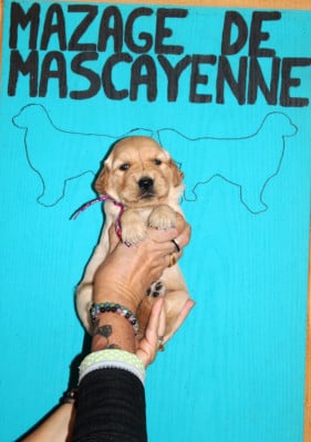 Les chiots de Golden Retriever