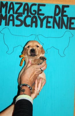 Les chiots de Golden Retriever