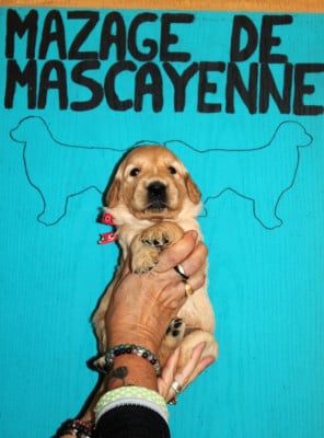 Les chiots de Golden Retriever