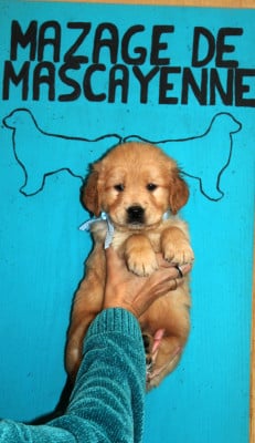 Les chiots de Golden Retriever