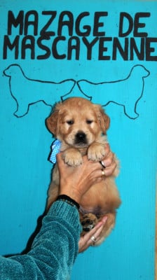 Les chiots de Golden Retriever