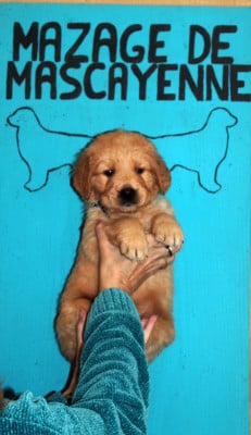 Les chiots de Golden Retriever